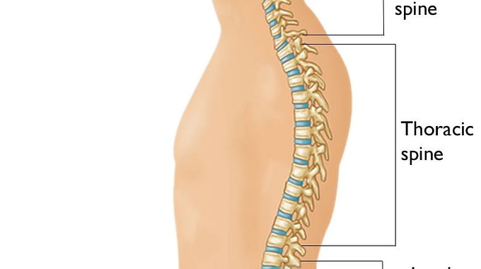 Spine Segments